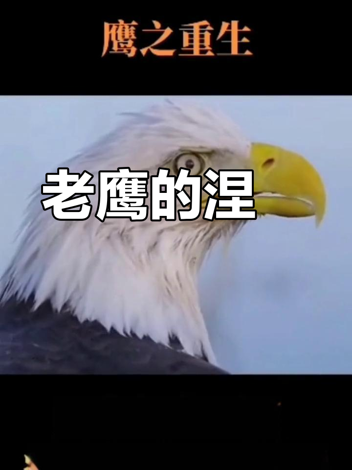 aoa体育平台-老鹰惨遭雄鹿绝杀，遭遇两连败